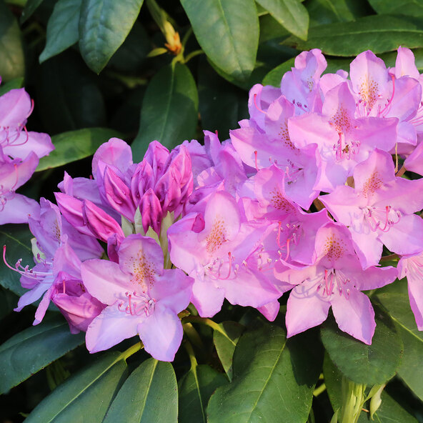 Rhododendron hybride, pink