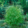 Gartenbambus Grünes Asien