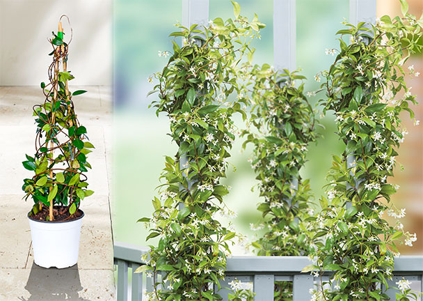 Sternjasmin „Bella Mamma“, 90–100 cm Sternjasmin „Bella Mamma“, 90–100 cm