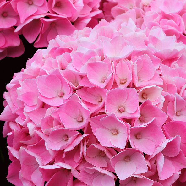 Gartenhortensie Rock & Roll
