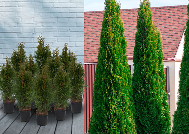 Lebensbaum-Hecke Easy Care, 10er-Set Lebensbaum-Hecke Easy Care, 10er-Set