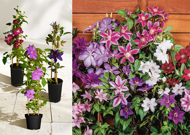 Waldrebe Clematis, 3er-Set Waldrebe Clematis, 3er-Set