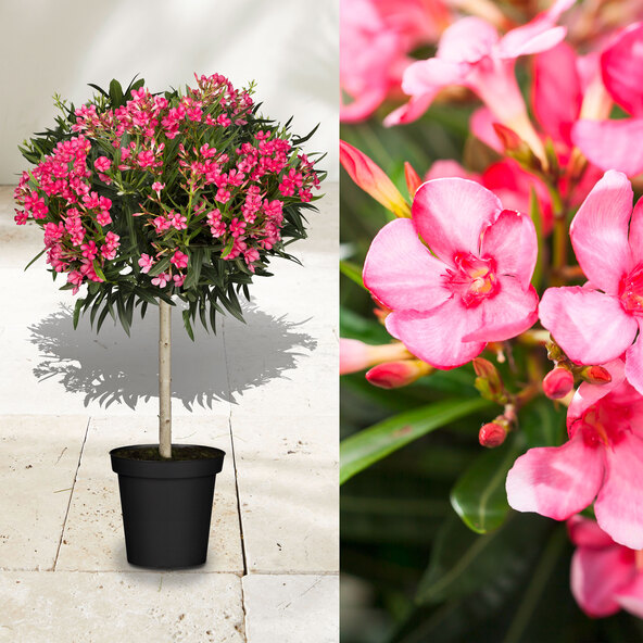 Oleander-Stamm, rot