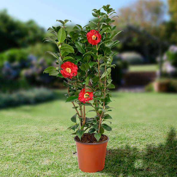 Gartenkamelie, rot