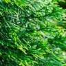 Lebensbaum-Hecke Thuja Smaragd, 30 Stk.