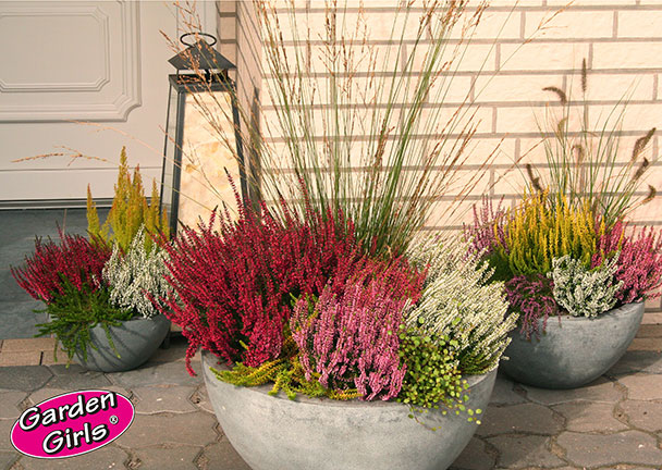 Knospenheide Gardengirls®, 6er-Set Knospenheide Gardengirls®, 6er-Set