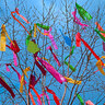 Maibaum „I like you“