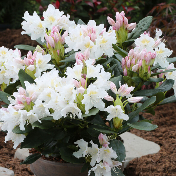  Rhododendron hybride, weiß