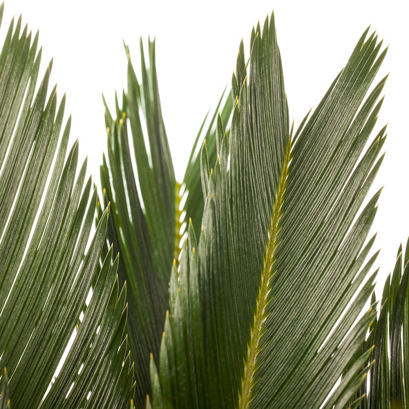 XXL-Palmfarn