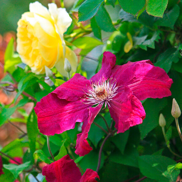 Kletterrosen und Clematis 3er-Set