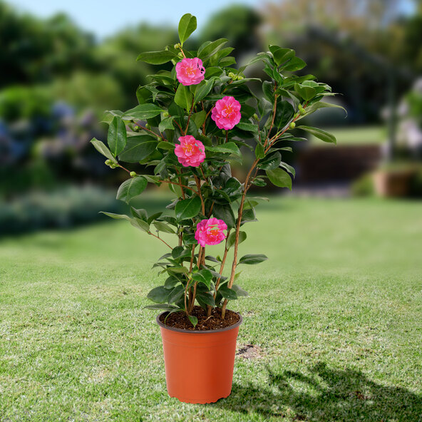 Gartenkamelie, rosa