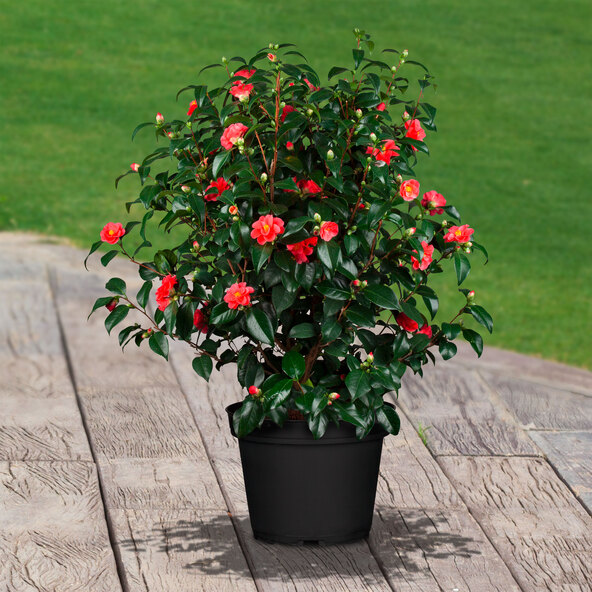 Gartenkamelie, rot