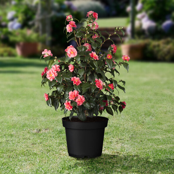Gartenkamelie, rosa