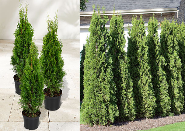 Lebensbaum-Hecke Easy Grow, 3er-Set Lebensbaum-Hecke Easy Grow, 3er-Set
