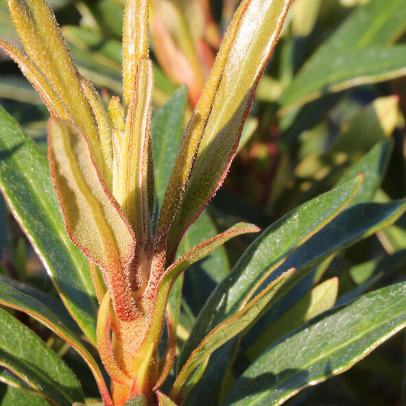 Zwerg-Rhododendron Blattzauber