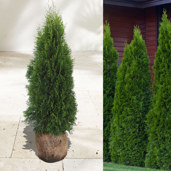 Lebensbaum-Hecke Thuja Smaragd, 30 Stk.