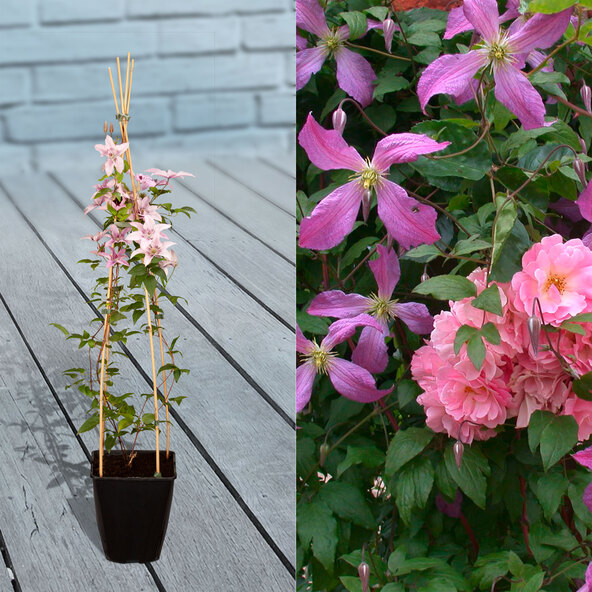 Kletterrosen und Clematis 3er-Set