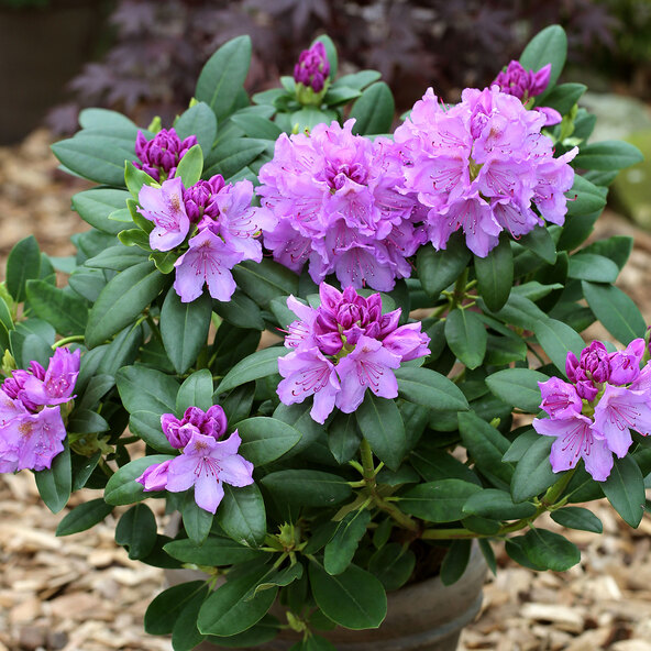 Rhododendron hybride, lila