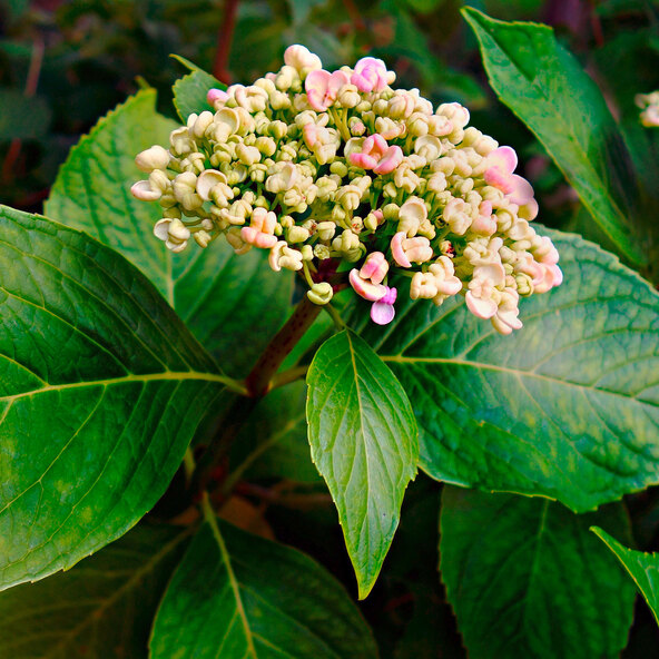 Gartenhortensie Rock & Roll