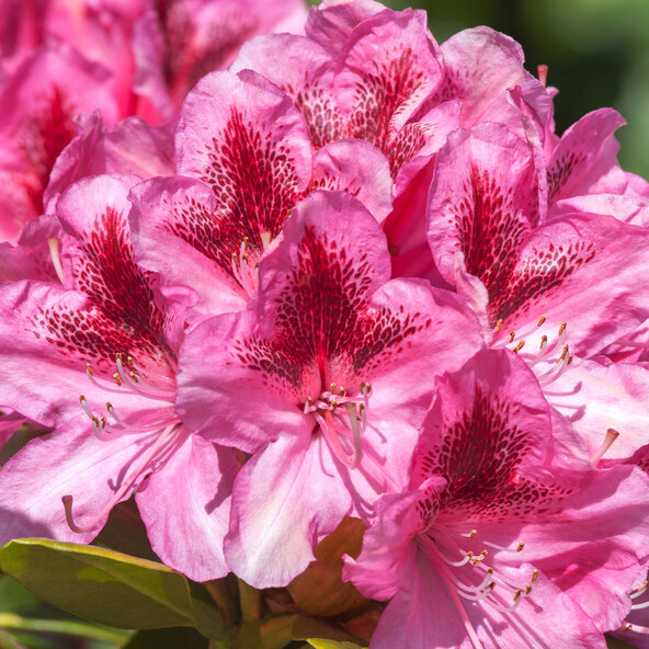 Rhododendron, 2er-Set