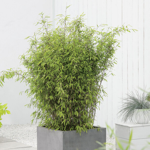 Black Cherry Bambus, 220 cm 