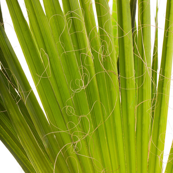 Chinesische Hanfpalme XXL