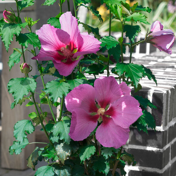 Gartenhibiskus MegaBiskus