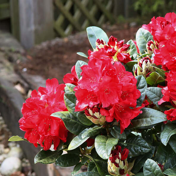 Rhododendron hybride, rot