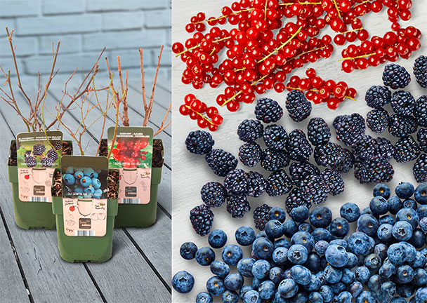 Beeren-Mix Vitaminkracher, 3er-Set Beeren-Mix Vitaminkracher, 3er-Set