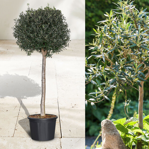 Olivenstamm XXL Olea europaea
