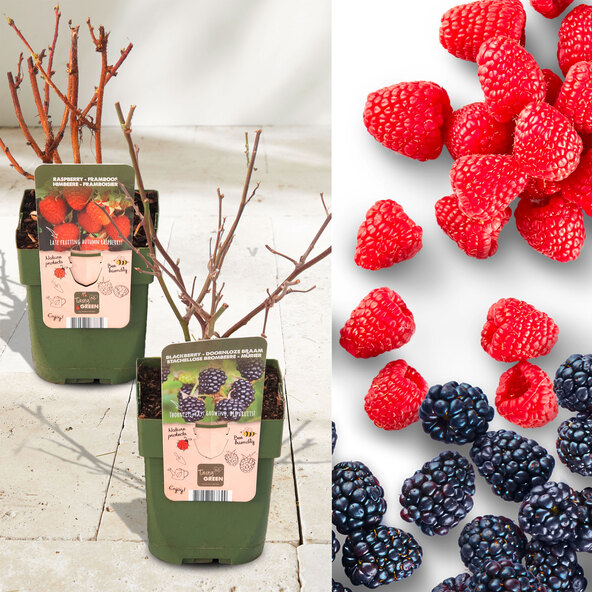 Beeren-Mix Beerenduett, 2er-Set