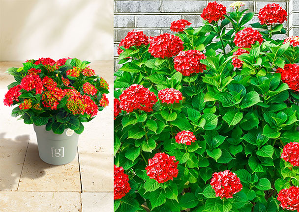 Bauernhortensie King Size Bauernhortensie King Size