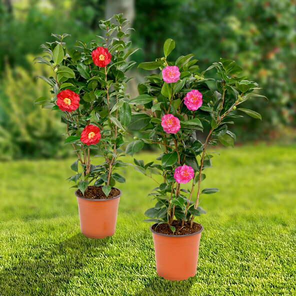 Gartenkamelie, rot