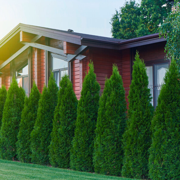 Lebensbaum-Hecke Thuja Smaragd, 30 Stk.
