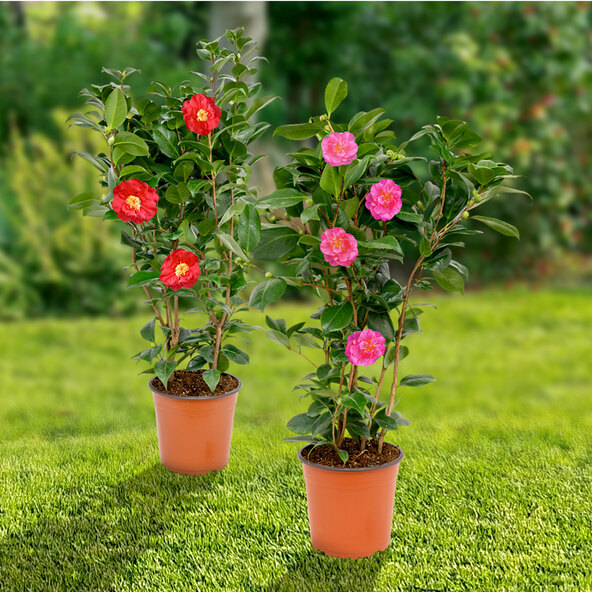 Gartenkamelie, rosa