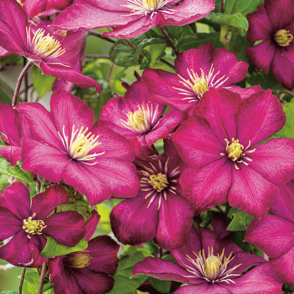 Waldrebe Clematis, 3er-Set