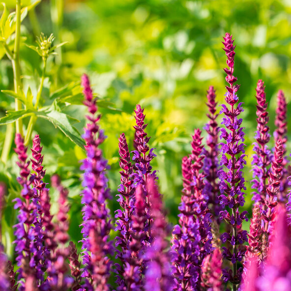 Stauden-Set Frühling, 12er-Set