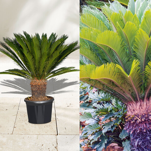 XXL-Palmfarn