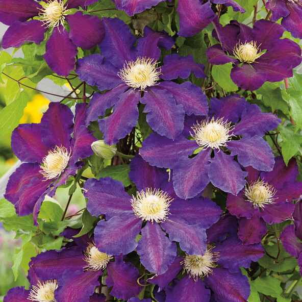 Waldrebe Clematis, 3er-Set