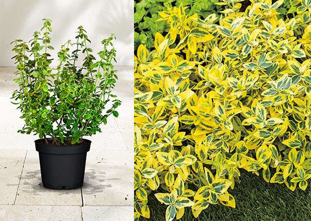 Spindelstrauch Euonymus Fortunei, versch. Farben Spindelstrauch Euonymus Fortunei, versch. Farben