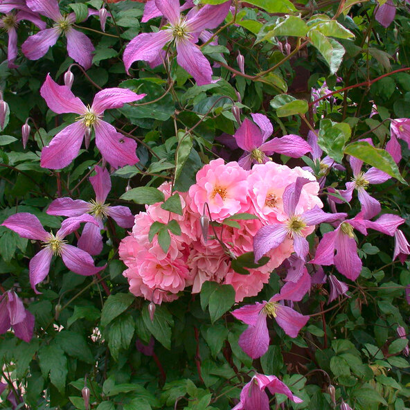 Kletterrosen und Clematis 3er-Set