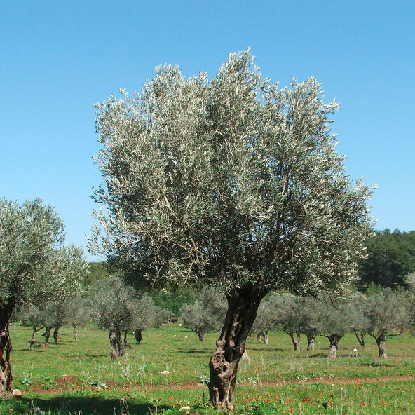 Olivenstamm XXL Olea europaea