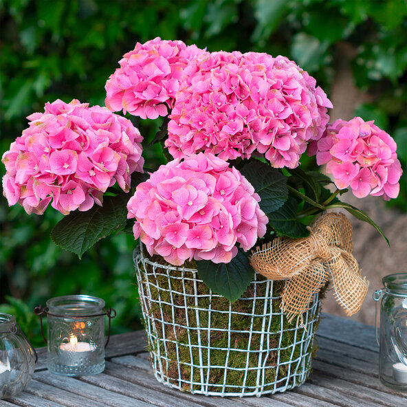 Gartenhortensie Rock & Roll