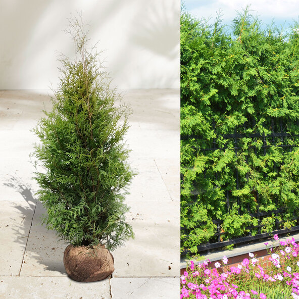 Lebensbaum-Hecke Thuja Brabant, 10 m
