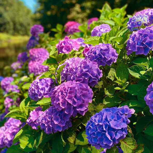 Bauernhortensie Purple Bang