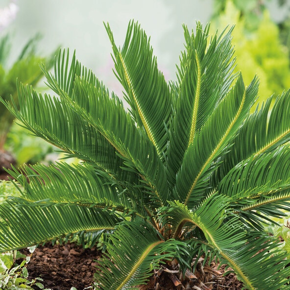 XXL-Palmfarn