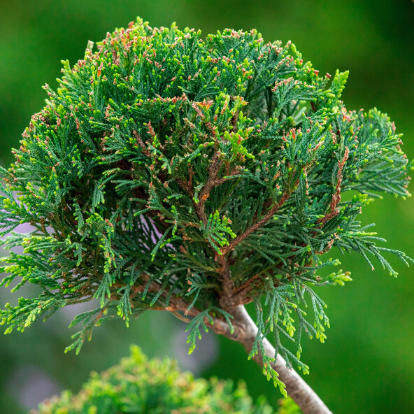 Leyland-Zypresse Bonsai
