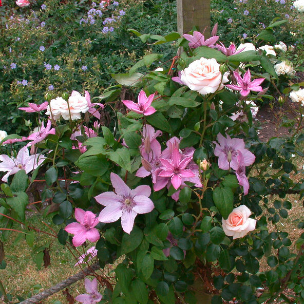 Kletterrosen und Clematis 3er-Set