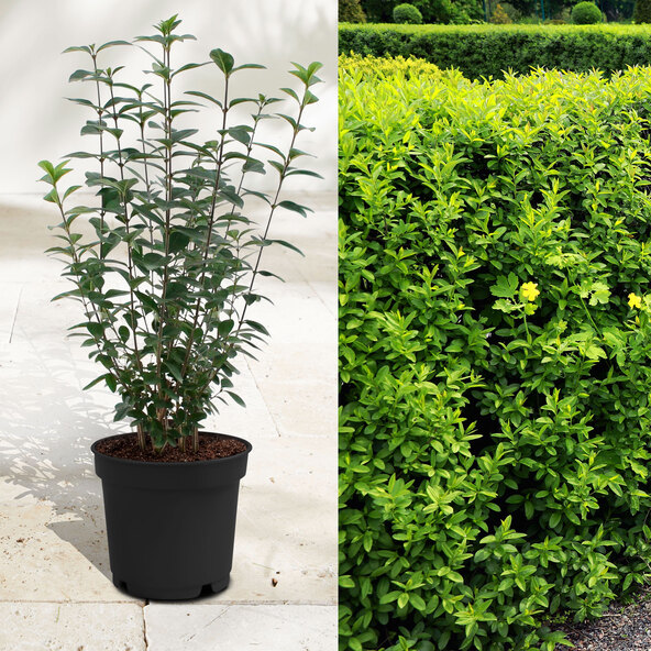Liguster-Hecke, ovalblättrig, 30 Stk.