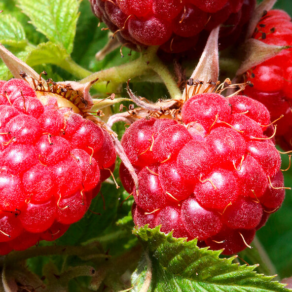Beeren-Mix Beerenduett, 2er-Set